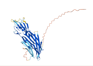 <span class="mw-page-title-main">Cytotoxin K</span> This protein is one of the toxins excreted by bacillus cereus and causes abdominal symptoms