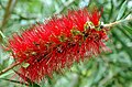 Callistemon (Myrtaceae)