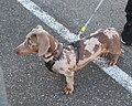 Dachshund merle