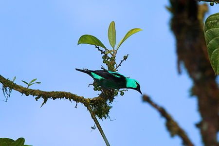 Dacnis_venusta