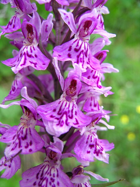 File:Dactylorhiza maculata2.jpg