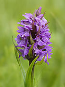 Dactylorhiza praetermissa