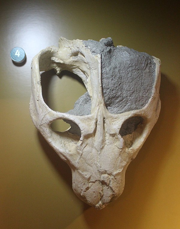 Skull of Dadadon