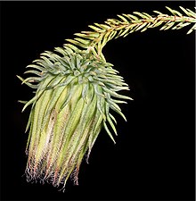 Darwinia foetida.jpg