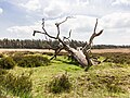 * Nomination Deelerwoud, (the eastern part.) Dead tree on the heath. --Famberhorst 04:48, 29 June 2024 (UTC) * Promotion Good quality. --Jacek Halicki 05:54, 29 June 2024 (UTC)