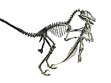 Deinonychus, Wiki