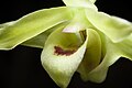 Dendrobium moniliforme Labellum