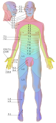 Dermatomes labeled, male front 3d-shaded