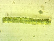 Desmidium swartzii 177306999.jpg