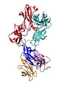 Bestand: Developing-the-IVIG-biomimetic-Hexa-Fc-for-drug-and-vaccine-applications-srep09526-s1.ogv