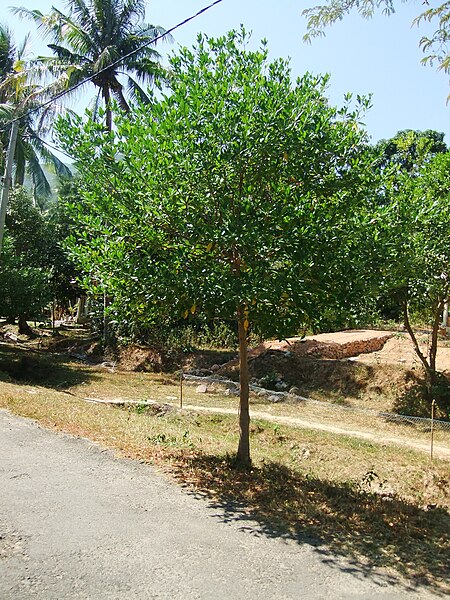 File:Dewadaru tree Karimun Jawa.JPG