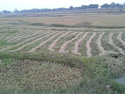 Field in Jamtara district