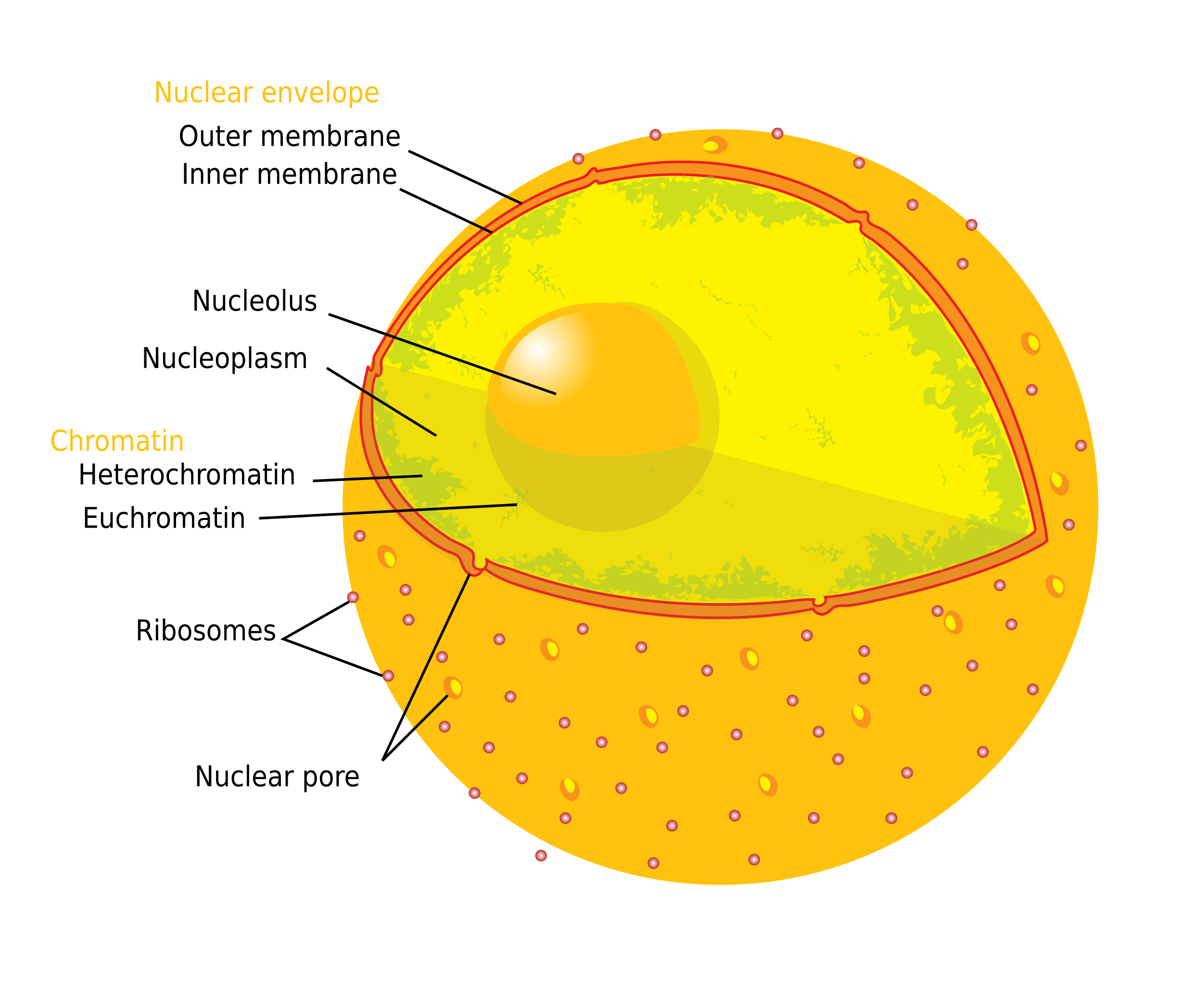 Nucleus - Definition and Examples - Biology Online Dictionary