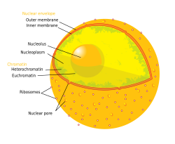 Nuclear Pore