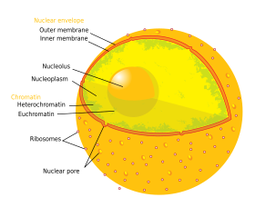 Nucleolus - Wikipedia