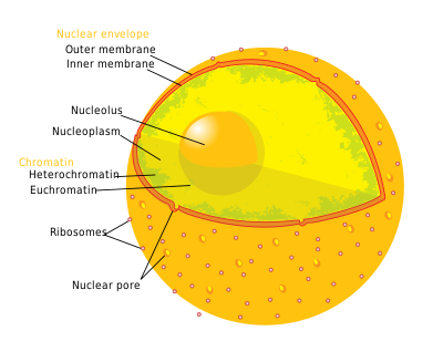 Diagram human cell nucleus.svg