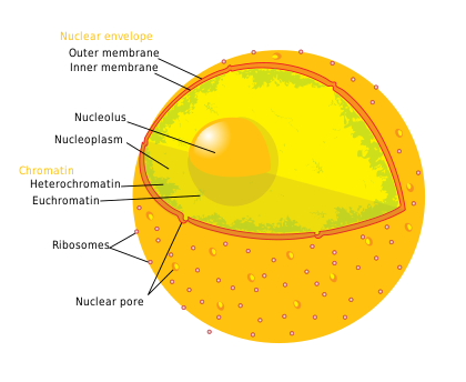 Diagram of the nucleus showing the ribosome-studded outer nuclear membrane, nuclear pores, DNA (complexed as chromatin), and the nucleolus. Diagram human cell nucleus.svg