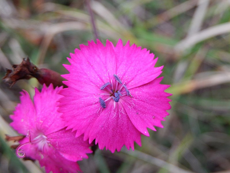 Dianthus tymphresteus