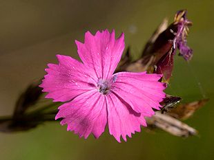 Karteusernellike (Dianthus carthusianorum)Foto: Kristian Peters