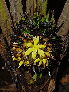 Dicranopygium microcephalum Flower