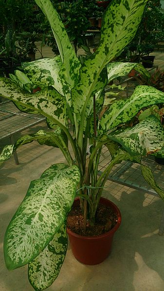 File:Dieffenbachia 'Galaxy'.jpg