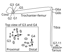 Distribution of groups of campaniform sensilla on a stick insect leg (anterior view). The inset shows a top view of the two groups on the dorsal trochanter (G3 and G4). The sensilla of these groups have mutually perpendicular orientations. Each sensillum is preferentially excited by compression along its short axis (arrows). The proximal group (G3) is oriented perpendicularly to the long axis of the trochanter and excited when the trochanter-femur is bent upwards. The more distal group (G4) is oriented in parallel to the long axis of the trochanter and excited when the trochanter-femur is bent downwards. Distribution of campaniform sensilla on leg.svg