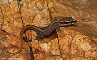 Sam Roi Yot leaf-toed gecko