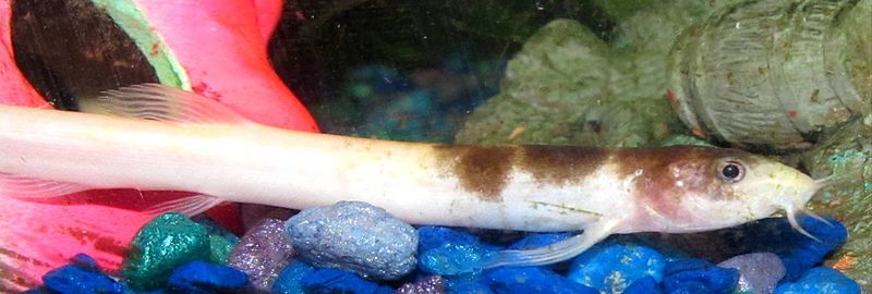Side view of a pink loach