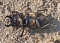 * Nomination Dorcus parallelipipedus. Losar de la Vera (Cáceres, Spain). By User:Luis Fernández García --Kadellar 22:23, 10 March 2015 (UTC) * Decline Sorry Luis, I don't like to see the blurred legs of a stag beetle struggling on its back. --Charlesjsharp 16:51, 11 March 2015 (UTC)  Oppose per Charlesjsharp. Mattbuck 22:34, 19 March 2015 (UTC)