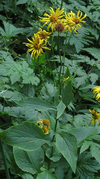 File:Doronicum austriacum 2 RF.jpg