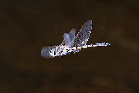 Tập_tin:Dragonfly_midair.jpg