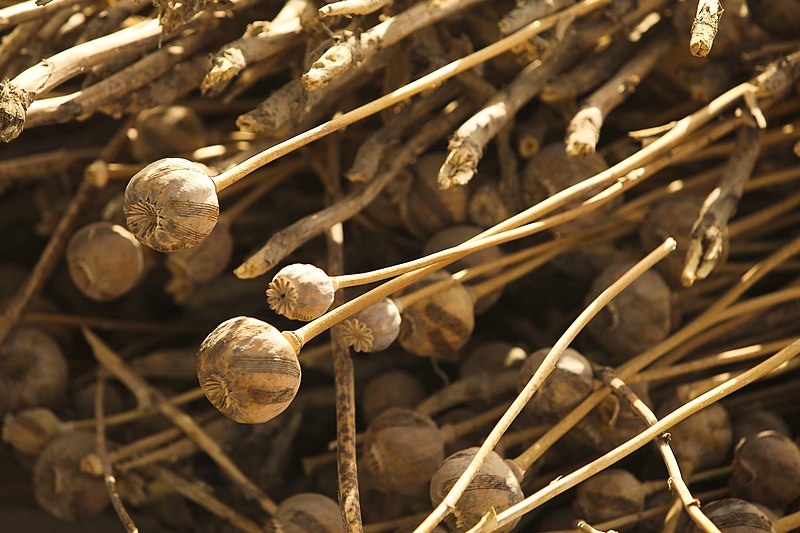 File:Dried Poppy plants in the Nawa District, Helmand Province, Afghanistan.jpg