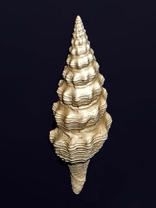 <i>Stenodrillia</i> Genus of gastropods