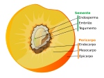 Miniatura para Endosperma