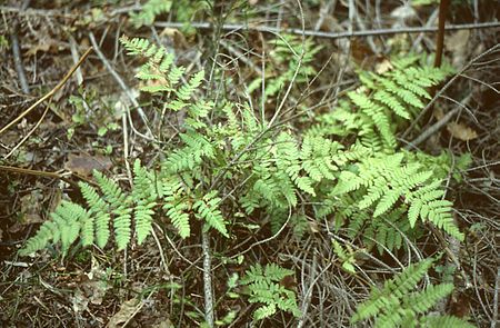 Dryopteris carthusiana.jpg