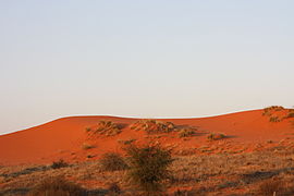Dunes rouges dans le parc national de Kgaladi, Désert du Kalahari.