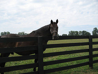 <span class="mw-page-title-main">Dynaformer</span> American-bred Thoroughbred racehorse