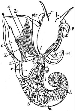 EB1911 Gastropoda - Male of Littorina littoralis.jpg
