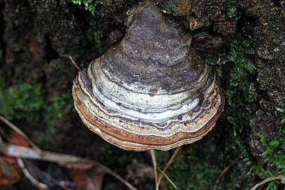 Echte tonderzwam (Fomes fomentarius)