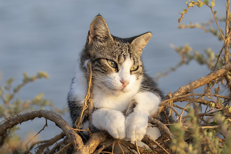 File:Eine Katze auf der Mole von Guardamar - 52485135352.jpg