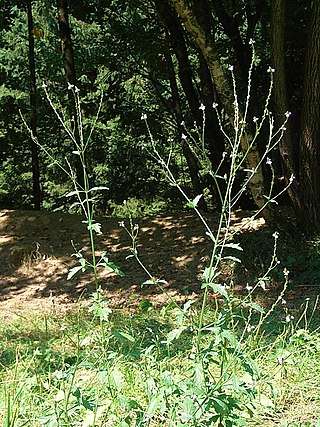 <i>Verbena officinalis</i> Species of flowering plant