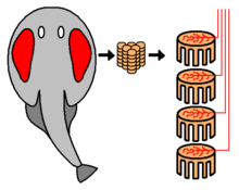 An electric ray (Torpediniformes) showing paired electric organs in the head, and electrocytes stacked vertically within it Elektroplax Rochen.png