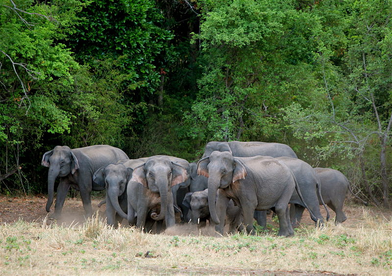 File:Elephants are extremely protective of their young. At the sight of our jeep, adults surround the infants. Around 175 jee - Flickr - Al Jazeera English.jpg