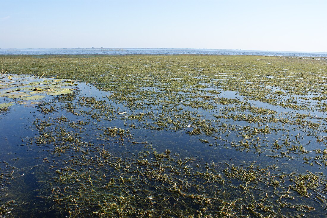 File:Elodea canadensis kz1.jpg