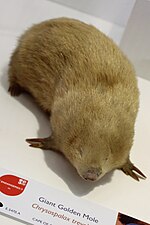 Thumbnail for Giant golden mole