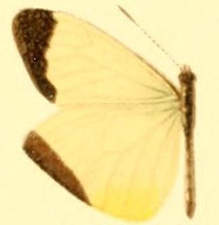 <i>Enantia limnorina</i> Species of butterfly