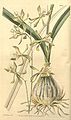 Encyclia adenocarpa (as syn. Epidendrum papillosum) plate 3631 in: Curtis's Bot. Magazine (Orchidaceae), vol. 65, (1839)