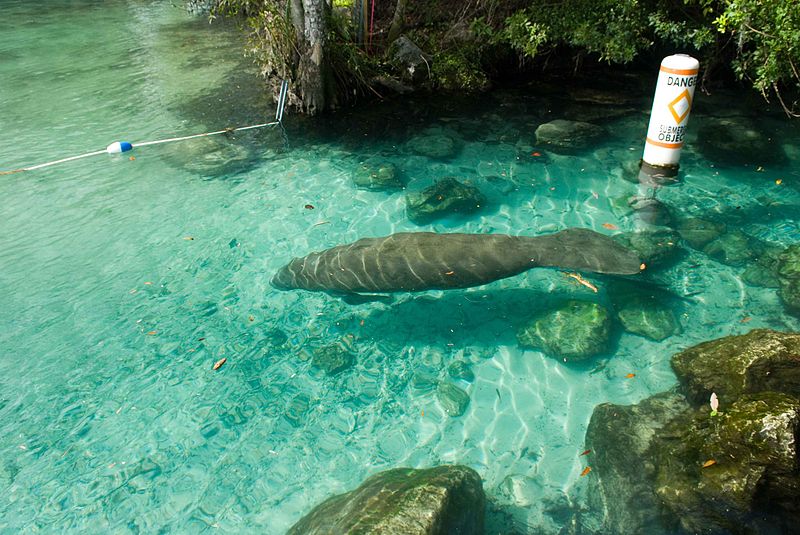 File:Endangered florida manatee.jpg