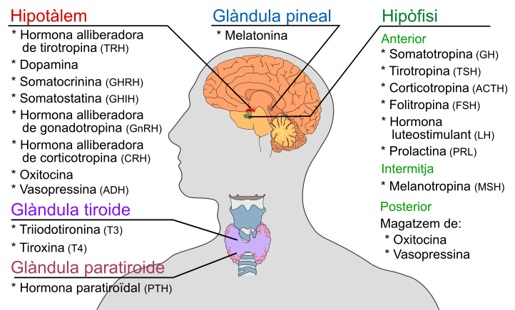 File:Endocrine central nervous ca.svg