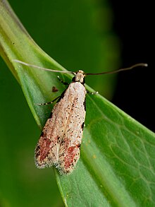 Endophthora rubiginella 343821287.jpg